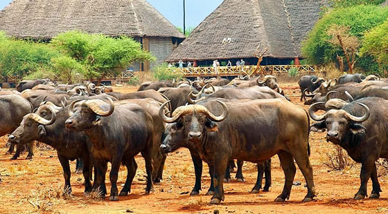 Ngutuni Lodge
